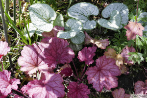 Heuchera Berry Smoothie + Brunnera Jack Frost              